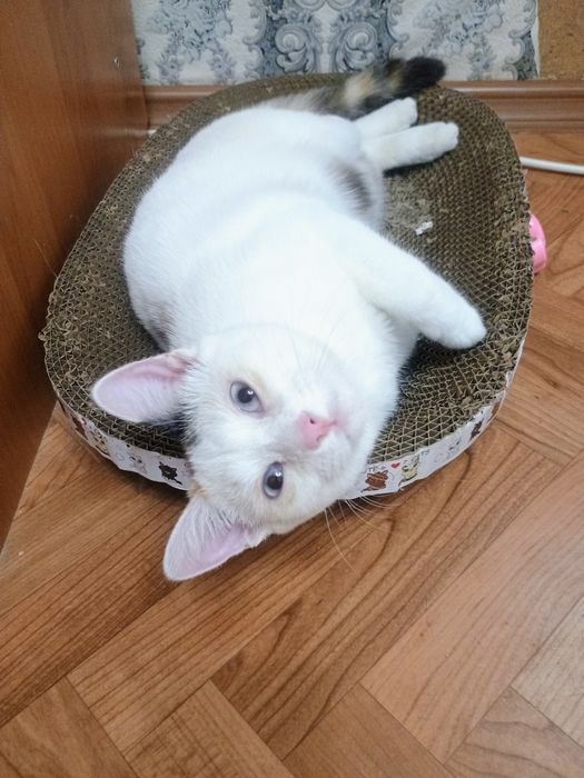 Отдам в добрые руки кошечку