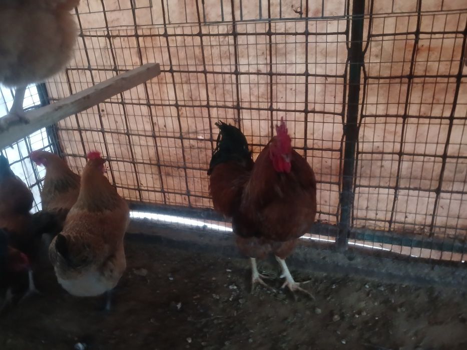 Юбилерни Кучин. Жумырткасы сатылады.