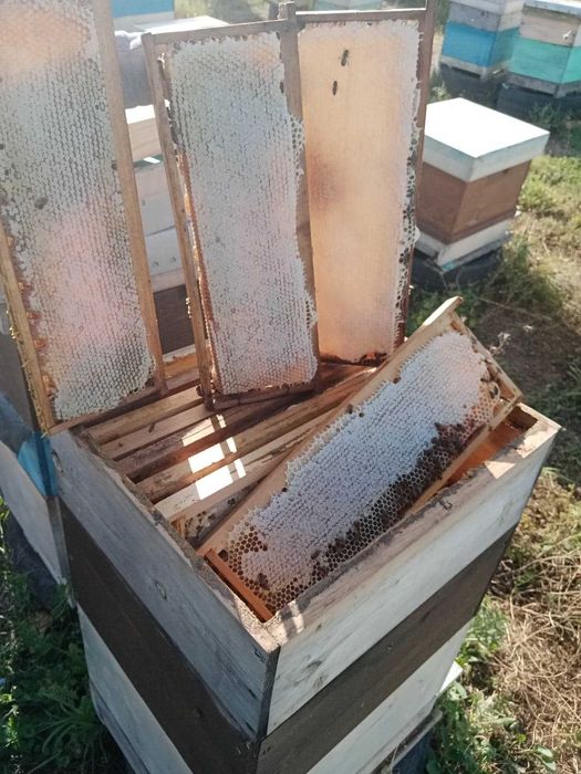 Продавам Пчелен мед в пита