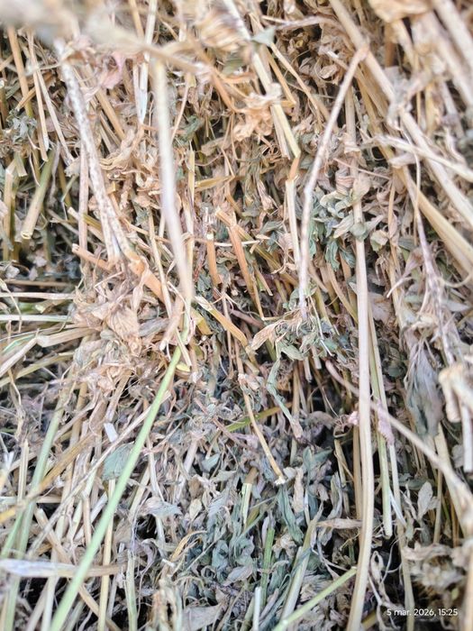 Baloți lucerna coasa a 4 a și baloți paie