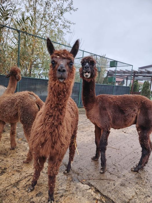 Vând pereche alpaca