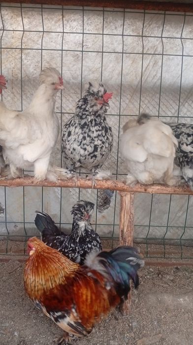 Yapon tovuq tuxumlariga zakas olamiz. Narxi 5 mingdan.