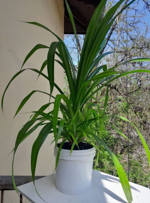 Продам цветы комнатные