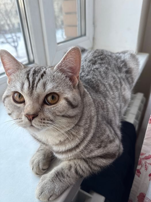 Кот скоттиш-страйт для вязки