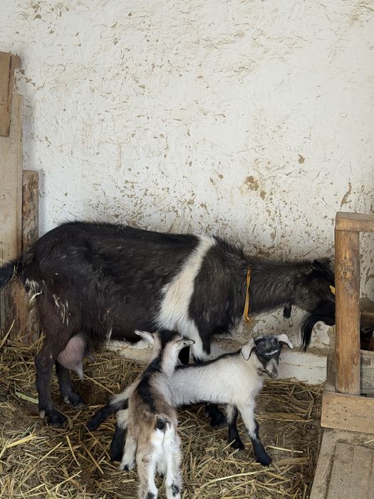 Альпий ешкі сатылады