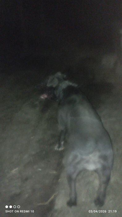 Pidbul 2 yosh ovqat yiydi