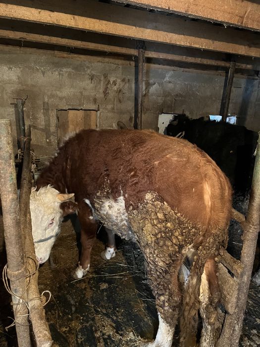 5 бас бычок 690 000