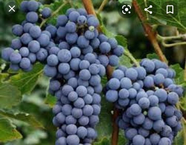Struguri de vin toate soiurile