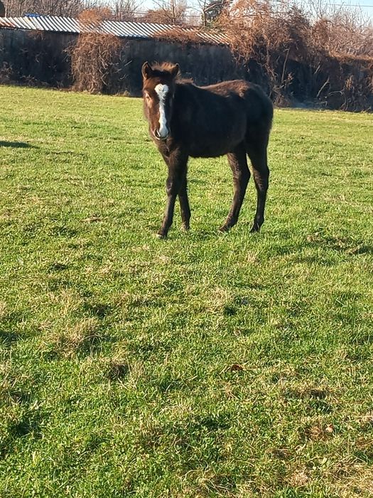 Vând mânz de 4 luni