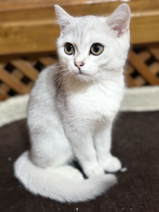 Котята Скотиш Страйт Серебристая Шиншилла