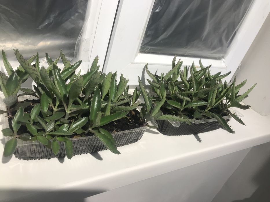 Каланхое Дегремона