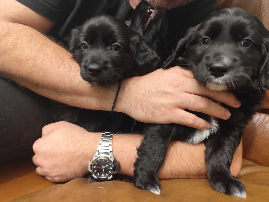 Подаряват се на грижовни стопани!