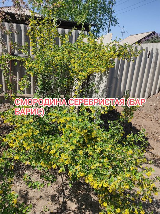 Продам дачу на Бобровке