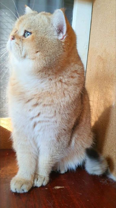 Vyazka Britanski zalataya shinshila