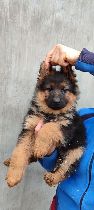 Продаются щенки немецкой овчарки