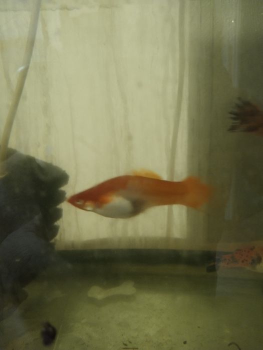 Большие беременные самки