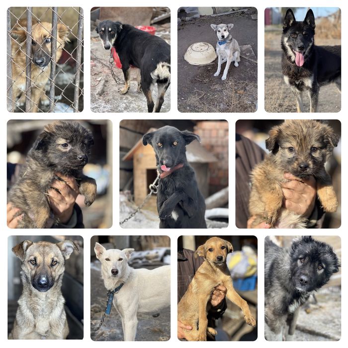 Собаки ищут дом