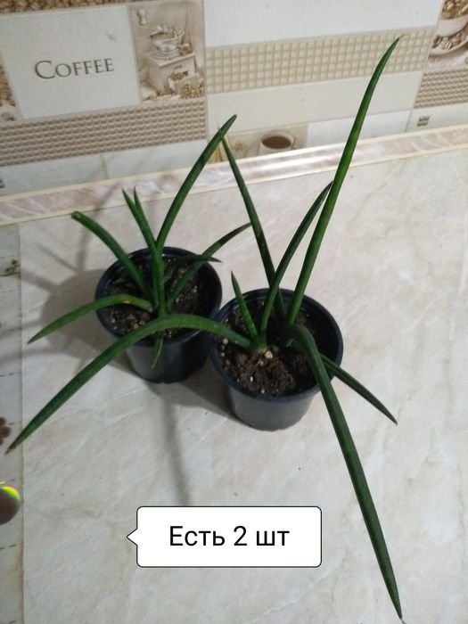 Продам Сансевиерии