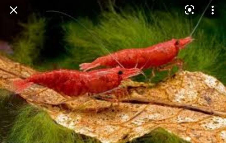 Продам аквариумных рыбок