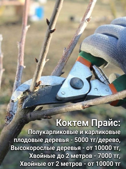 “Професиональная обрезка деревьев»