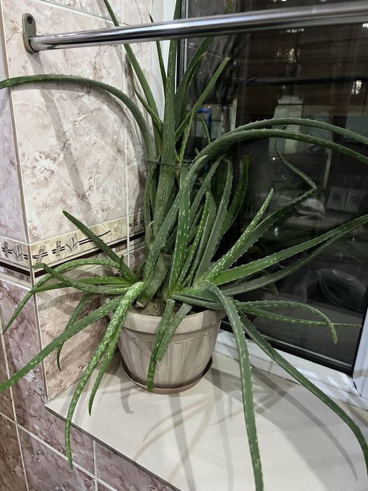 Продается растение алое