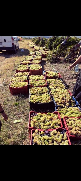 Struguri de vin vrancea