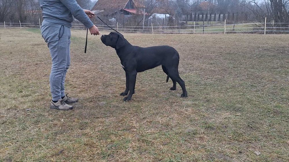 Cane Corso femelă junior, talie mare, pedigree FCI