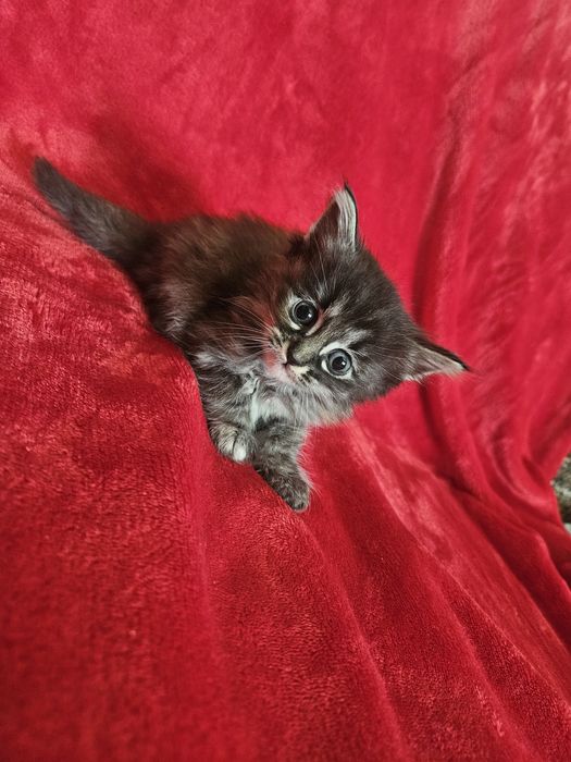 Отдам котят в добрые руки!!!