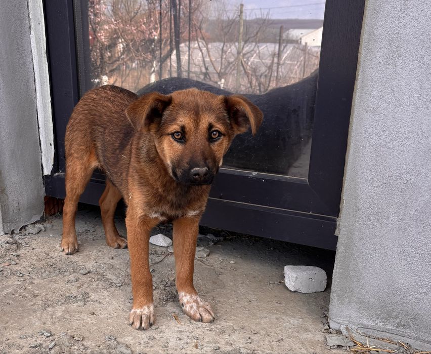 Cățelușele își caută familii!