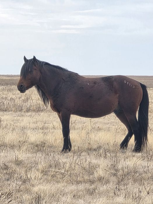 Продам жеребца по кличке Бақторы
