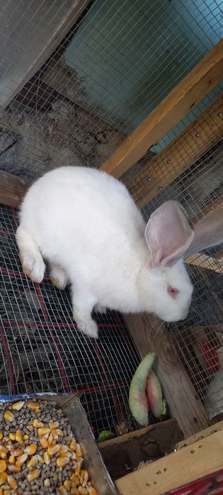 Продам кральчиху