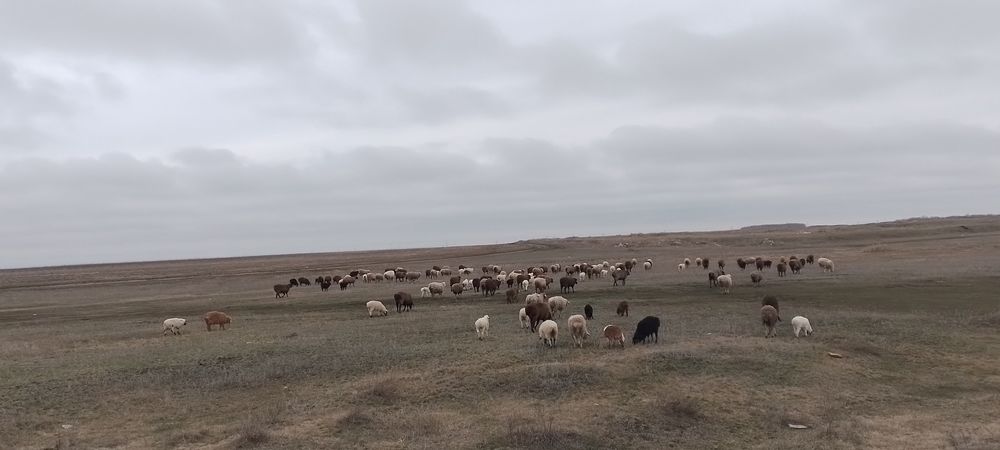 Продам овец с ягнятами