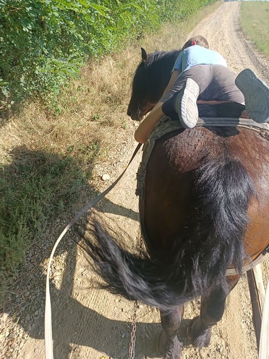 Armasar ce nu se sperie de mașini sau utilaje