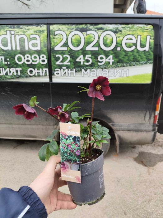 Кукуряк (Helleborus)