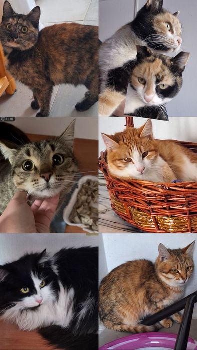 КОТЯТА ждут семью !!!