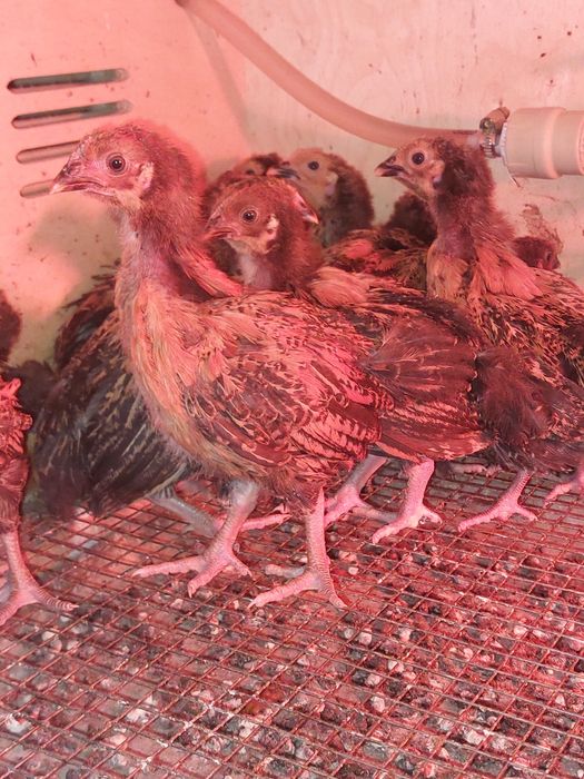 Кучинские цыплята