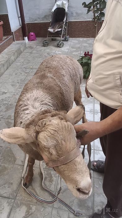 Арашан кучкор сотилади