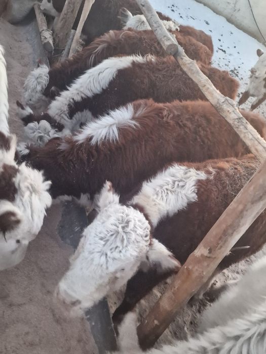 Телки 2025 года / Акбас кашарлар