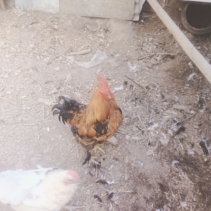 Продается петух породы брама