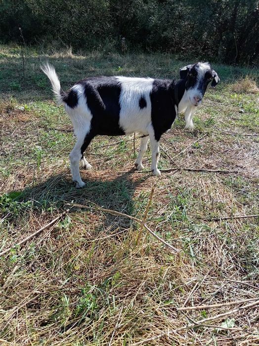 Vând Capra și țap