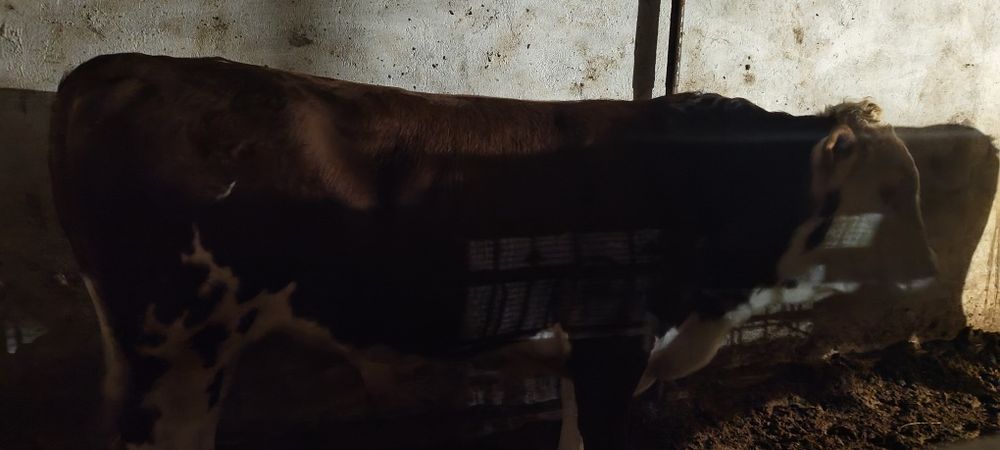 Продаю бычков сементал, белоголовые