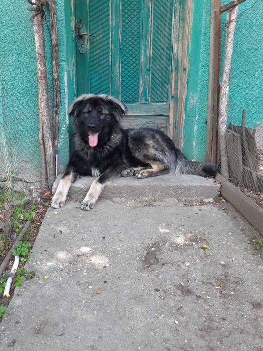Cățel spre adopție: băiat, 3 ani, talie mare