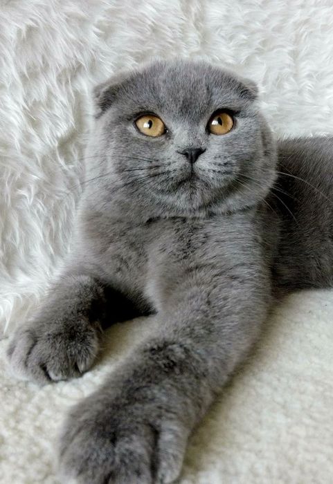 Британский Фолд, кошка самец