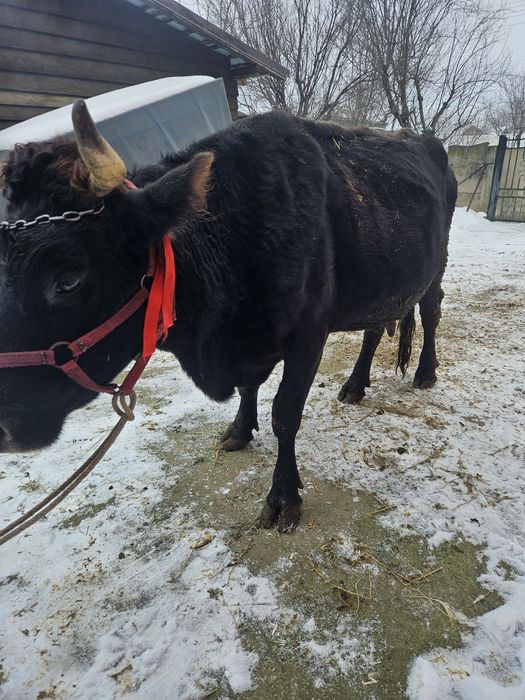 Vaca gestanta cu lapte