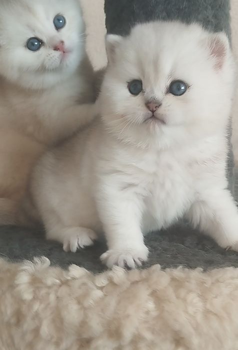 Сотилади Британский Шиншилла Чистокровный Угл &Киз Ота Онаси перевазно