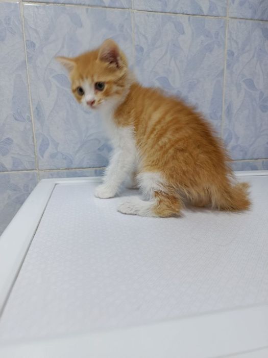 Продаётся котёнок девочка