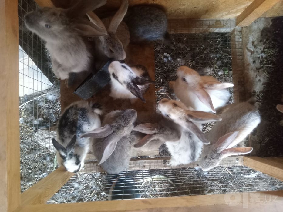 Срочно продам кроликов