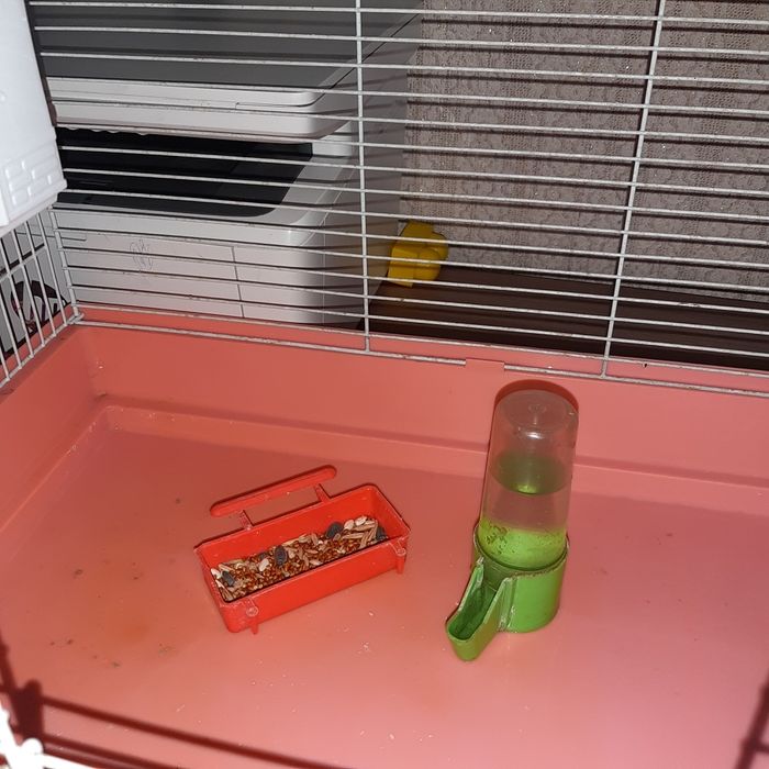 Продам попугай с клеткой.16000