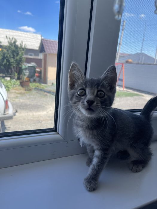 Котенок серого цвета