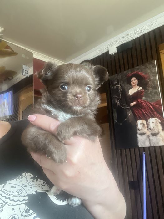 Девочка чихуахуа